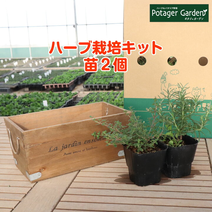 楽天市場 ハーブ 栽培キット La Jardin 茶 苗2個 苗 セット 木製プランター かわいい 寄せ植え ハーブティー ハーブガーデン 観葉植物 送料無料 バジル ローズマリー ミント 花苗 苗木 家庭菜園 女子力 鉢植え 土 Herb ハーブ苗のポタジェガーデン