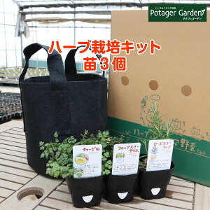 寄せ植え 観葉植物 苗の人気商品 通販 価格比較 価格 Com