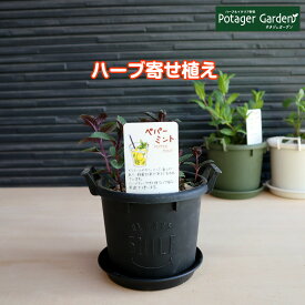 【本日P2倍】 ハーブ ペパーミント 苗 植え替え不要（苗 セット プラ製プランター かわいい 寄せ植え ハーブティー ハーブガーデン 観葉植物 送料無料 バジル ローズマリー ミント 花苗 苗木 家庭菜園 女子力 鉢植え 土 herb）