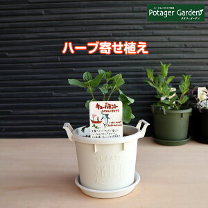 ハーブ 家庭菜園 プランター 苗の人気商品 通販 価格比較 価格 Com