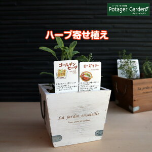 寄せ植え 観葉植物 苗の人気商品 通販 価格比較 価格 Com