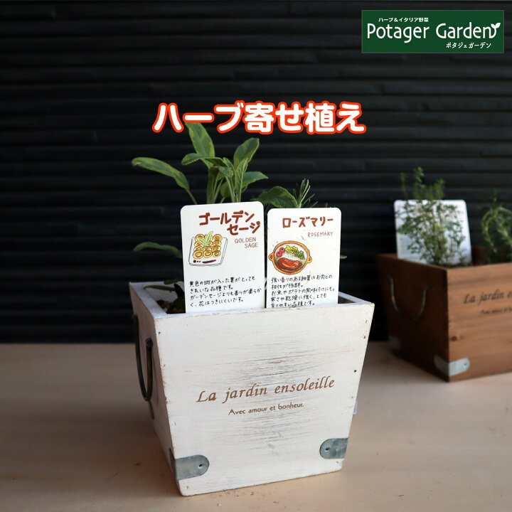 楽天市場 ハーブ 寄せ植え La Jardin 白 苗 2個 育てる 使う テーマ で選ぶ ハーブの寄せ植え 苗 セット 木製プランター かわいい 寄せ植え ハーブティー 観葉植物 送料無料 バジル ローズマリー ミント 花苗 苗木 家庭菜園 女子力 鉢植え 土 Herb ハーブ苗の