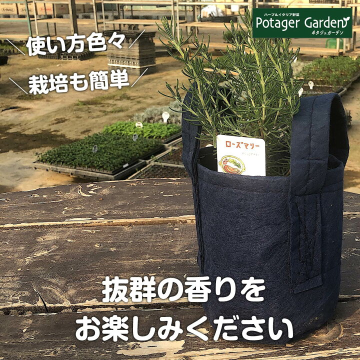 楽天市場 ローズマリー 鉢植え 苗 精油 フェルトプランター入り 立性 送料無料 ハーブ 苗 効能 アンチエイジング アロマオイル ミント タイム レシピ 育て方 使い方 立性 這性 季節 ガーデン 寄せ植え 花 ギフト 玄関 誕生日 プレゼント q ハーブ苗のポタジェガーデン