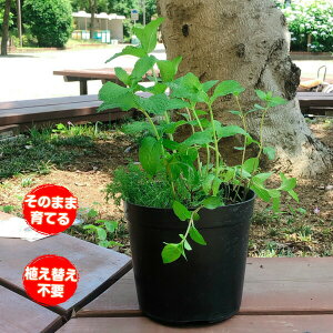 プランター 苗の通販 価格比較 価格 Com