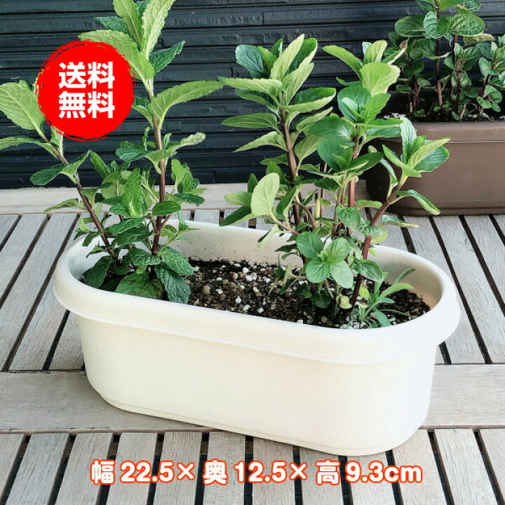 楽天市場 本日p2倍 プランター 植木鉢 鉢 おしゃれ プラスチック 長方形 大型 スタンド 野菜 ラック オシャレ カバー 腐葉土 雑草 屋外 バスケット 置くだけ 室内 プランター菜園 花 英語 土 サイズ プラ製プランター 白 ハーブ苗のポタジェガーデン