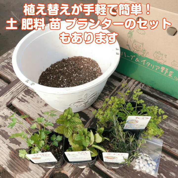 楽天市場 本日p2倍 プランター 植木鉢 鉢 おしゃれ プラスチック 丸 大型 スタンド 野菜 ラック オシャレ カバー 腐葉土 雑草 屋外 バスケット 置くだけ 室内 プランター菜園 花 英語 長方形 土 サイズ アンティークライトプラワンポイント 白 ハーブ苗のポタジェ
