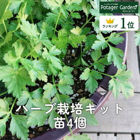 【本日P2倍】 ハーブ 栽培キット（苗 セット プラ製プランター かわいい 寄せ植え ハーブティー ハーブガーデン 観葉植物 送料無料 バジル ローズマリー ミント 花苗 苗木 家庭菜園 キット 鉢植え 土 herb）アンティーク吊り下げサークル 苗4個