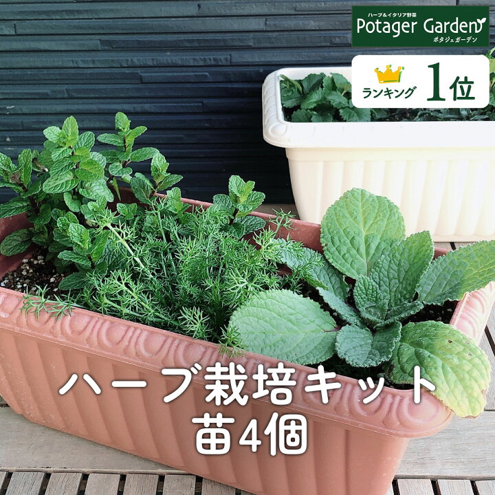 楽天市場 ハーブ 栽培キット 苗 セット プラ製プランター かわいい 寄せ植え ハーブティー ハーブガーデン 観葉植物 送料無料 バジル ローズマリー ミント 花苗 苗木 家庭菜園 キット 巣ごもり 鉢植え 土 Herb レリーフプランター 受皿付 苗4個 ハーブ苗のポタジェ