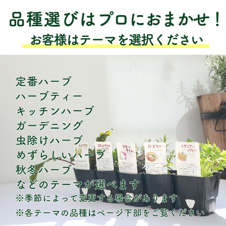 本日p2倍 ハーブ 栽培キット 苗 セット プラ製プランター かわいい 寄せ植え ハーブティー ハーブガーデン 観葉植物 送料無料 バジル ローズマリー ミント 花苗 苗木 家庭菜園 キット 鉢植え 土 Herb アンティーク吊り下げサークル 苗4個 ハーブ苗の 本日p2倍 ハーブ 栽培キット 苗 セット プラ製プランター かわいい 寄せ植え ハーブティー ハーブガーデン 観葉植物 送料無料 バジル ローズマリー ミント 花苗 苗木 家庭菜園 キット 鉢植え 土 Herb アンティーク吊り下げサークル 苗4個 ハーブ苗の