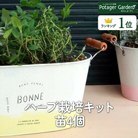 【本日P2倍】 ハーブ 栽培キット パステルツートン 苗4個（苗 セット ブリキプランター かわいい 寄せ植え ハーブティー ハーブガーデン 観葉植物 送料無料 バジル ローズマリー ミント 花苗 苗木 家庭菜園 女子力 鉢植え 土 herb）