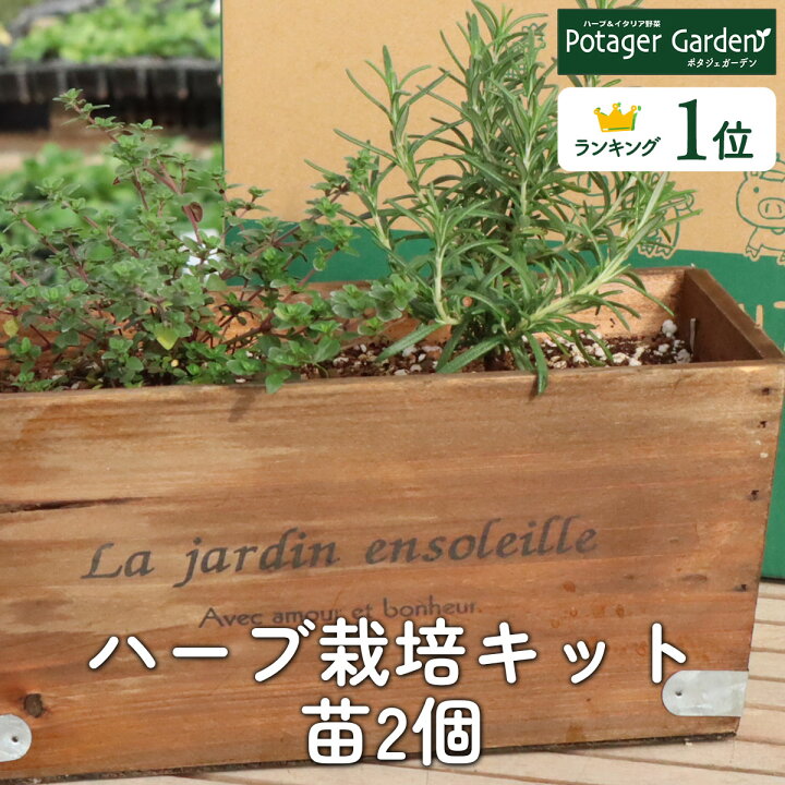 楽天市場 ハーブ 栽培キット La Jardin 茶 苗2個 苗 セット 木製プランター かわいい 寄せ植え ハーブティー ハーブガーデン 観葉植物 送料無料 バジル ローズマリー ミント 花苗 苗木 家庭菜園 女子力 鉢植え 土 Herb ハーブ苗のポタジェガーデン