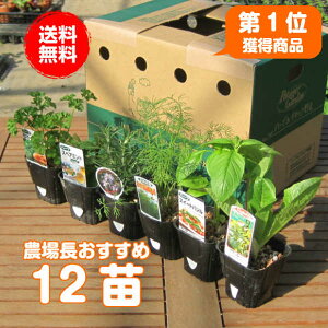 カモミール 苗の人気商品 通販 価格比較 価格 Com