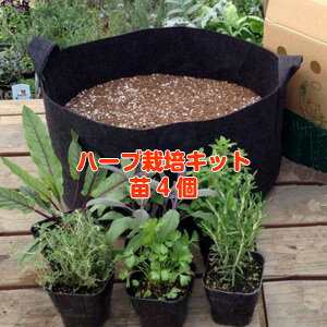 観葉植物 肥料 苗の通販 価格比較 価格 Com