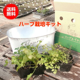 楽天市場 苗物栽培セット 種類 植物 ディル 栽培セット ガーデニング 農業 花 ガーデン Diyの通販