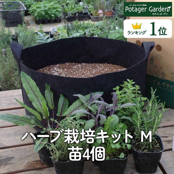 楽天市場 本日p2倍 おうち時間 ハーブ 苗 セット 栽培キットm 苗4個 黒のフェルトプランター 直径30cm 花苗 苗木 家庭菜園 キット 初心者 かわいい 寄せ植え ハーブティー ハーブガーデン 観葉植物 送料無料 バジル ローズマリー ミント 鉢植え 土 Herb ハーブ
