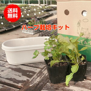 観葉植物 肥料 苗の通販 価格比較 価格 Com