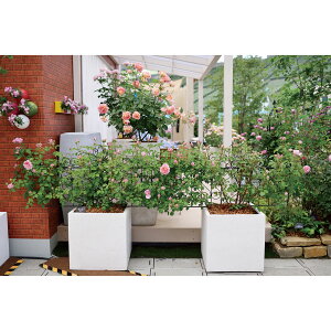 y{P2{z G-story fUCgX 885i4Zbgj^JV[ K[fjO ƒ؉ n[u ϗtA  x_ ԕc