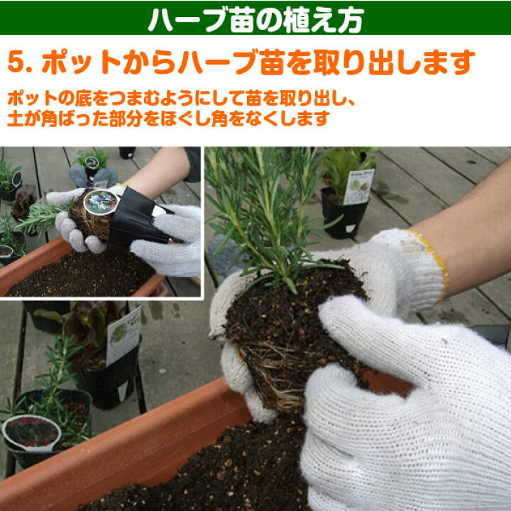 楽天市場 ハーブ 苗 セット コモンタイム 個 ハーブ苗 栽培キット 英語 効能 代用 種類 料理 育て方 使い方 選び方 ラベンダー 寄せ植え ハーブティ 種 レシピ 鉢植え バジル ローズマリー ミント 花苗 セット 送料無料 ドライハーブ 野菜 水耕 コモンt個 ハーブ