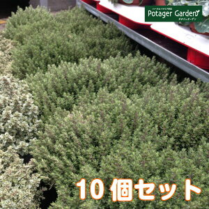 バジル 花 種の通販 価格比較 価格 Com