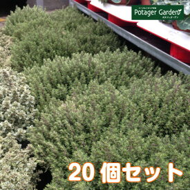 楽天市場 クリーピングタイム 種の通販