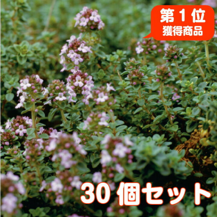 楽天市場 本日p2倍 ハーブ 苗 セット レモンタイム 30個 ハーブ苗 栽培キット 英語 効能 代用 種類 料理 育て方 使い方 選び方 ラベンダー 寄せ植え ハーブティ 種 レシピ 鉢植え バジル ローズマリー ミント 花苗 送料無料 ドライハーブ 野菜 水耕栽培 ハーブ苗