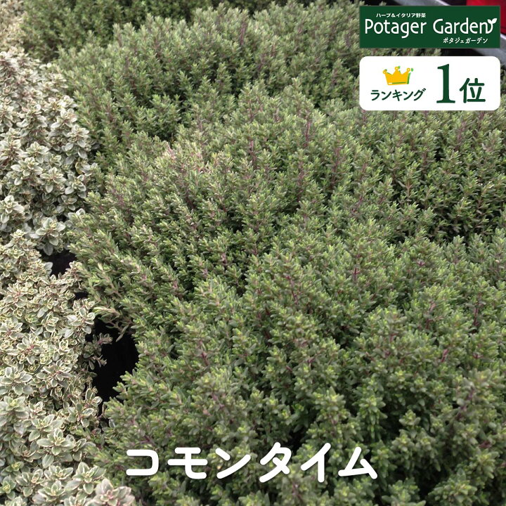 楽天市場 本日p2倍 ハーブ 苗 コモンタイム ハーブ苗 栽培キット 英語 効能 代用 スーパー 種類 料理 育て方 使い方 選び方 ラベンダー 寄せ植え ハーブティ 種 レシピ 鉢植え バジル ローズマリー ミント 花苗 セット 送料無料 ドライハーブ 野菜 水耕栽培 コモン