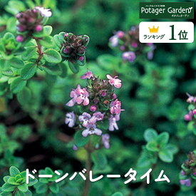 【本日P2倍】 ハーブ 苗 ドーンバレータイム（ハーブ苗 栽培キット 英語 効能 代用 種類 料理 育て方 使い方 選び方 ラベンダー 寄せ植え ハーブティー 種 レシピ 鉢植え バジル ローズマリー ミント 花苗 苗木 セット 送料無料 ドライハーブ 野菜 水耕栽培