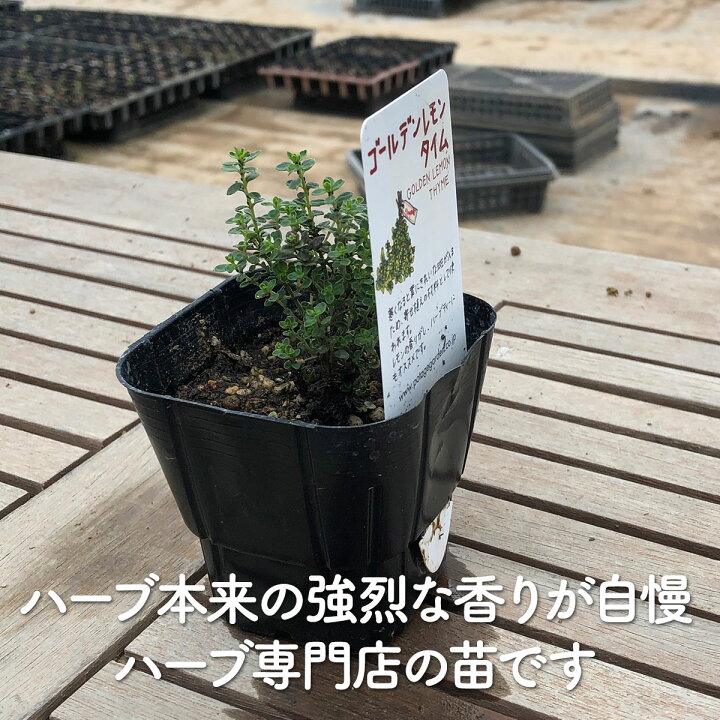楽天市場 ハーブ 苗 ゴールデンレモンタイム ハーブ苗 栽培キット 英語 効能 種類 料理 育て方 使い方 選び方 ラベンダー 寄せ植え ハーブティー 種 レシピ 鉢植え バジル ローズマリー ミント 花苗 セット 送料無料 ドライハーブ 野菜 水耕栽培 Gレモンthyme ハーブ