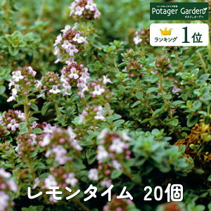 y{P2{z yTVЉzn[u c Zbg ^C 20in[uc ͔|Lbg p \ p   ĕ g Iѕ x_[ 񂹐A n[ueB  Vs A oW 