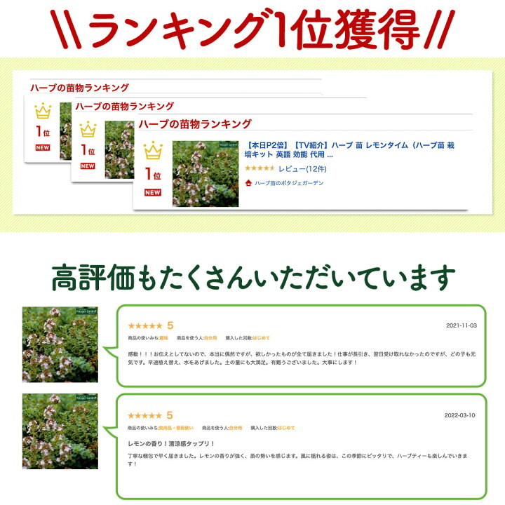 楽天市場 本日p2倍 Tv紹介 ハーブ 苗 レモンタイム ハーブ苗 栽培キット 英語 効能 代用 スーパー 種類 料理 育て方 使い方 選び方 ラベンダー 寄せ植え ハーブティー 種 レシピ 鉢植え バジル ローズマリー ミント 花苗 セットドライハーブ 野菜 水耕栽培