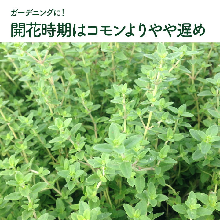 楽天市場 本日p2倍 ハーブ 苗 ポットタイム ハーブ苗 栽培キット 英語 効能 代用 スーパー 種類 料理 育て方 使い方 選び方 ラベンダー 寄せ植え ハーブティ 種 レシピ 鉢植え バジル ローズマリー ミント 花苗 セット 送料無料 ドライハーブ 野菜 水耕栽培 Pot
