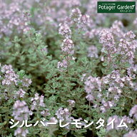 【本日P2倍】 ハーブ 苗 シルバーレモンタイム（ハーブ苗 栽培キット 英語 効能 代用 種類 料理 育て方 …