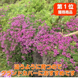 種 クリーピングタイムの通販 価格比較 価格 Com