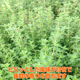 楽天市場 ハーブ 苗 植物の種類タイム の通販