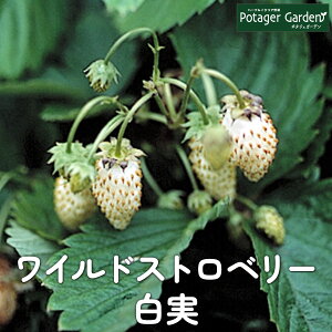 �y�{��P2�{�z �n�[�u �c ���C���h�X�g���x���[ ���� �C�G���[�����_�[�i�n�[�u�e�B�[ �n�[�u�K�[�f�� �͔|�L�b�g �ԕc �K�[�f�j���O �h���C�n�[�u �Z�b�g ���� �v�����^�[ �񂹐A�� �e�B�[