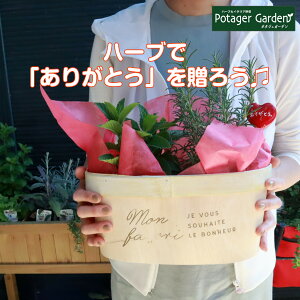 ミント 鉢植えの人気商品 通販 価格比較 価格 Com