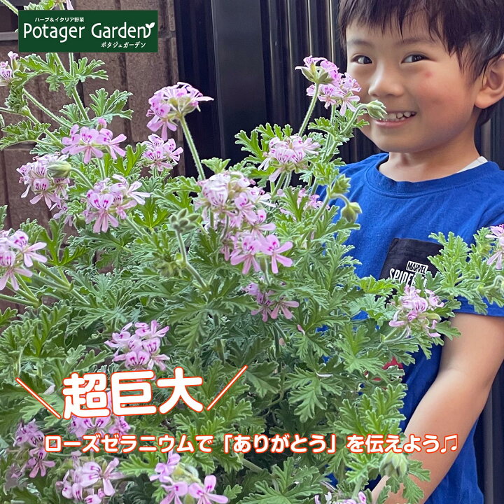 楽天市場 本日p2倍 母の日 ギフト ローズゼラニウム 大苗 花付き 22年 早割 可愛い プレゼント おしゃれ オススメ 送料無料 実用的 鉢植え 花 花束 花苗 生花 セット 義母 リラックス ハーブ苗のポタジェガーデン