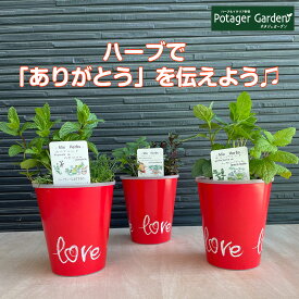 楽天市場 母の日 鉢植え 多年草の通販