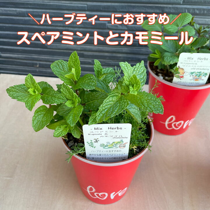 楽天市場 母の日 ギフト ハーブ 苗 寄せ植え 22年 早割 ミント レモンバーム ストロベリー 可愛い プレゼント おしゃれ オススメ 送料無料 実用的 鉢植え 花 花束 花苗 生花 セット 義母 リラックス ハーブ苗のポタジェガーデン