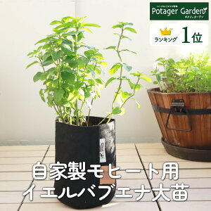 y{P2{z ̓ n[u c CGouGii2024 24N q[g ~g L[ Vs n[ueB[ A ͔|@ ĕ g  v^[ Zbg ͔|Lbg ~gO[