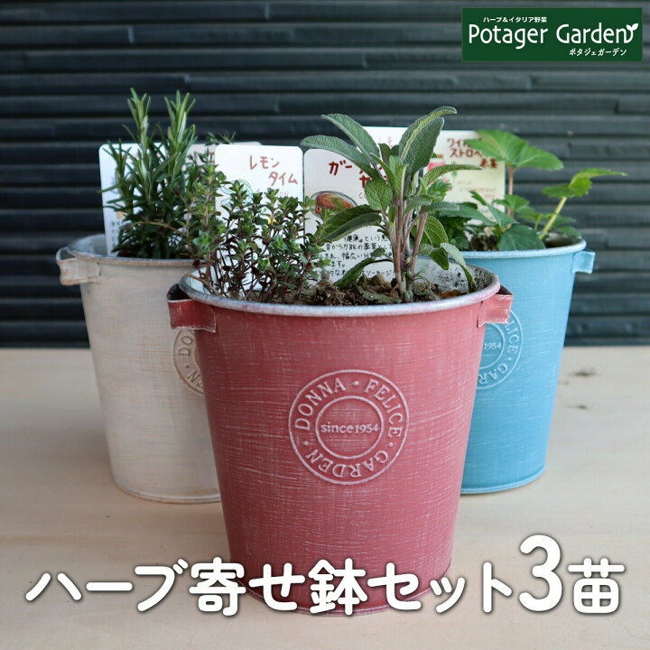 楽天市場 ハーブ 栽培キット 寄せ鉢 ブリキ製プランター Donna 苗3個 セット かわいい 寄せ植え ハーブティー ハーブガーデン 観葉植物 送料無料 バジル ローズマリー ミント 花苗 苗木 家庭菜園 キット 巣ごもり 鉢植え 土 Herb ハーブ苗のポタジェガーデン
