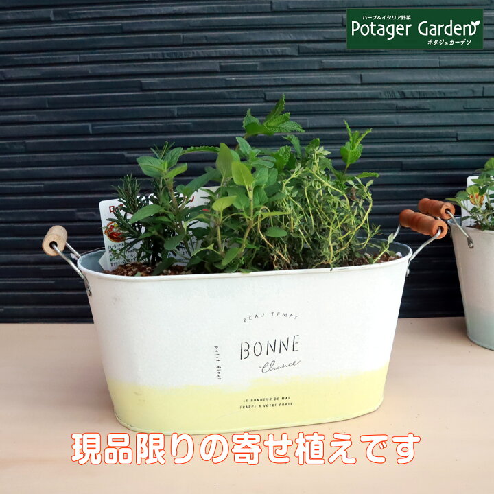 楽天市場 本日p2倍 ハーブ 寄せ植え ブリキ 黄色 ローズマリー アップルミント オレガノ イタリアンパセリ 苗 4個 鉢植え プランター かわいい ハーブティー ハーブガーデン 観葉植物 送料無料 花苗 苗木 家庭菜園 女子力 ハーブ苗専門店 ハーブ苗のポタジェ 楽天市場 本日p2倍 ハーブ 寄せ植え ブリキ 黄色 ローズマリー アップルミント オレガノ イタリアンパセリ 苗 4個 鉢植え プランター かわいい ハーブティー ハーブガーデン 観葉植物 送料無料 花苗 苗木 家庭菜園 女子力 ハーブ苗専門店 ハーブ苗のポタジェ