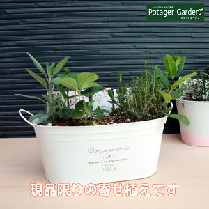 ワイルドストロベリー 苗 Diy 工具の人気商品 通販 価格比較 価格 Com