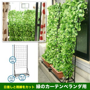緑のカーテンベランダ用(1個/2才)