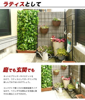 緑のカーテンベランダ用(1個/2才)