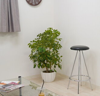 Potarico As A Kitchen Chair Extreme Pority The Pop That Design The Pop That Design Counter Stool Black Pc 108bk Who Is Simple Chair Fashion Modishness Which There No Heiss Tool