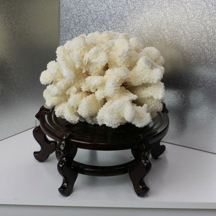 楽天市場】白珊瑚 置物｜fossil Coral サンゴ コーラル さんご 化石 