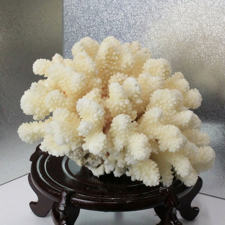 楽天市場】白珊瑚 置物｜珊瑚 fossil Coral サンゴ コーラル さんご  