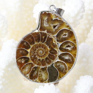 AiCg y_gbAmmonite  Ammonoidea AL }G e fossil AiCg lbNX `[ Pendant y_g Necklace ցbY fB[X _ACe VR 