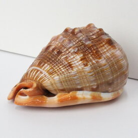 楽天市場 貝殻 大きい インテリア小物 置物 インテリア 寝具 収納 の通販